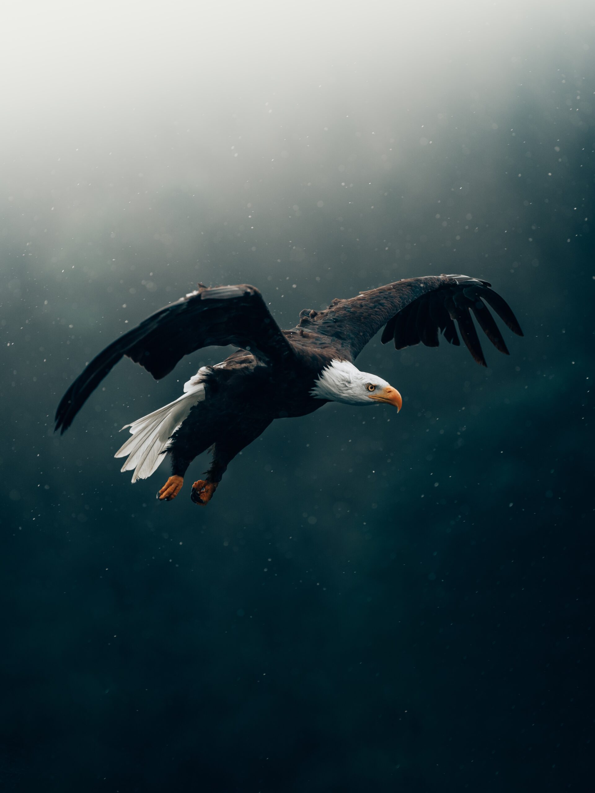 “Let’s Fly Like The Eagles!” Upcoming Online Retreats, Welcome.
